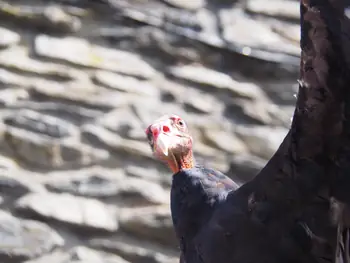 Roofvogelshow in Château de La Roche-en-Ardenne (België)